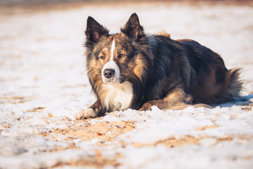 Fototapeta premium Border Collie eye