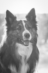 Dog portrait in black and white