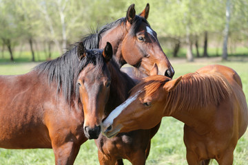 Group of yearlings playing together in beautiful morning lights in the green at springtime