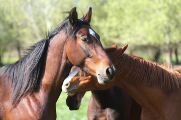 Obraz premium Group of yearlings playing together in beautiful morning lights in the green at springtime