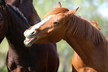 Obraz premium Group of yearlings playing together in beautiful morning lights in the green at springtime