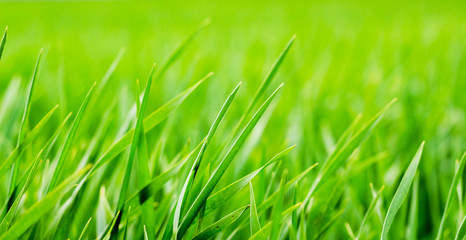 Bright green grass in the field on a blurry background_