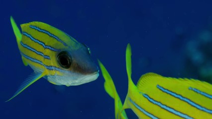 A school of Bluestripped snapper (Lutjanus kasmira) are swimming in a coral Reef,, Maldives, Indian ocean, slow motion