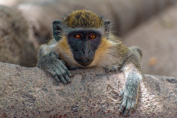 Green Vervet Monkeys in Bigilo forest park, The Gambia