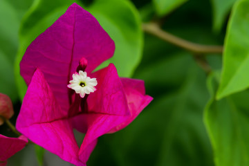 Bougainvillea is a small flower without smell.