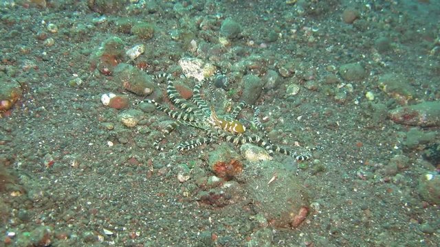 Wunderpus octopus (Wunderpus photogenicus) is hunting on sandy area. Underwater world. Tulamben, Bali, Indonesia.