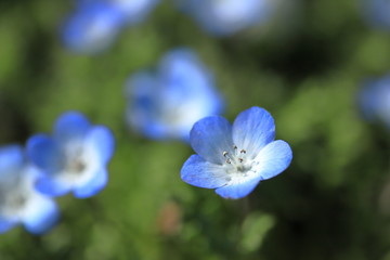 Nemophila