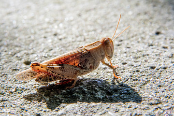 cavalletta