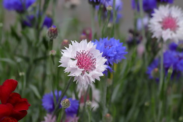 Obraz premium Centaurea cyanus