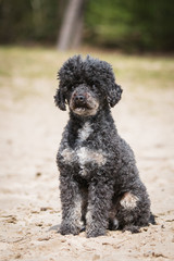 Black poodle in forest