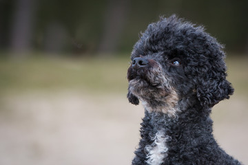 Portrait of a poodle