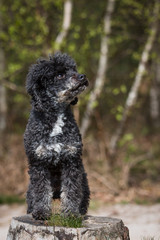 Poodle sitting pretty on a tree stump