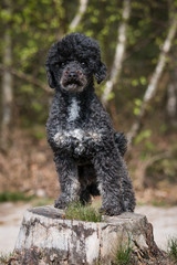 Black little Poodle on a tree