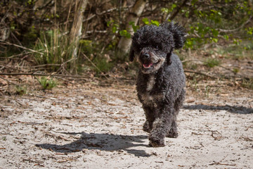 Poodle running