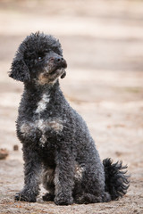 Little black Poodle sitting in sand