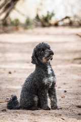 Portrait of a small black poodle