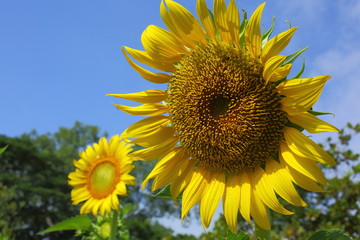 beautiful sunflower blossom blooming in the morning day of springtime