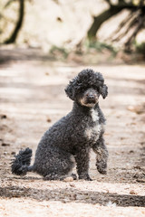 Portrait of a small black poodle