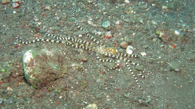 Wunderpus octopus (Wunderpus photogenicus) is hunting on sandy area. Underwater world. Tulamben, Bali, Indonesia.