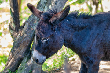 Fototapeta premium detail of donkey nose
