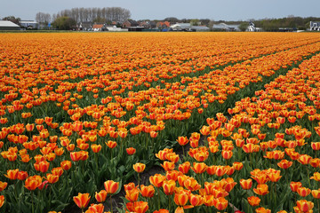 Netherlands. The orange flower bulb fields ofTulips