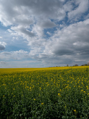 Fototapeta premium Beautiful landscape of bright yellow rapeseed in spring. Yellow flowers of rapeseed. Blue sky with white clouds over the field.