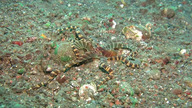 Wunderpus octopus (Wunderpus photogenicus) is hunting on sandy area. Underwater world. Tulamben, Bali, Indonesia.