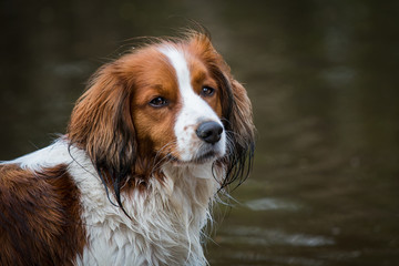 Intense gaze in Kooiker dog