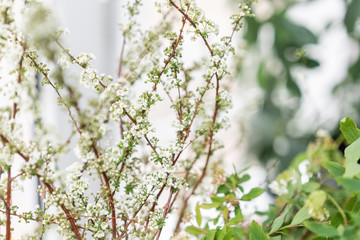 Blooming Spirea, Snow White. Close-up of white spirea blossoms with select focus and blurry background. Flower shop, floristry concept