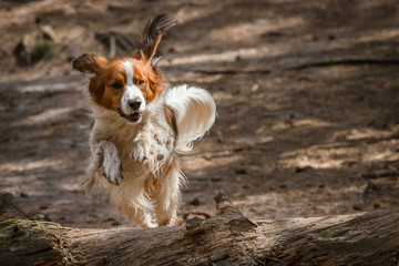 Kooiker dog running