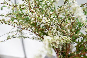 Blooming Spirea, Snow White. Close-up of white spirea blossoms with select focus and blurry background. Flower shop, floristry concept