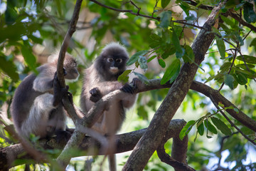 Dusky Langur Monkey sitting on the tree branch in the forest.