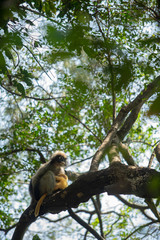 Dusky Langur Monkey baby with mother on the tree in the forest.