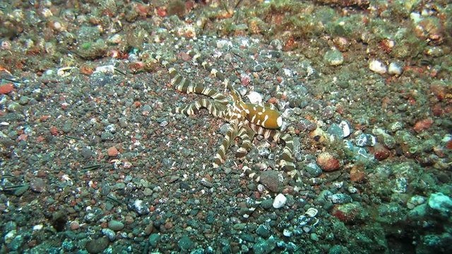 Wunderpus octopus (Wunderpus photogenicus) is hunting on sandy area. Underwater world. Tulamben, Bali, Indonesia.