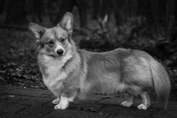 Pembroke Welsh Corgi standing in black and white