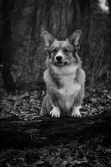 Black and white Corgi dog