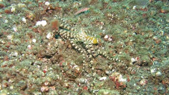 Wunderpus octopus (Wunderpus photogenicus) is hunting on sandy area. Underwater world. Tulamben, Bali, Indonesia.