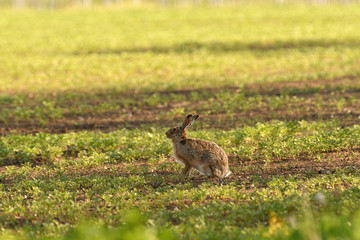 Wild brown hare runs along a farm meadow in the spring