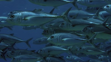 A huge school of Jacks. Big eye Trevally Jack, (Caranx sexfasciatus) Forming a polarized school, bait ball or tornado,Maldives, Indian Ocean, slow motion