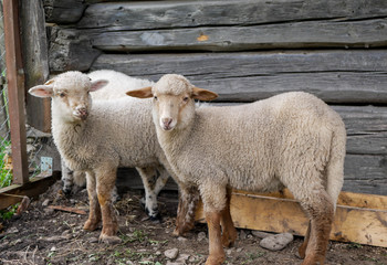 Three young lambs looking in to the camera at local farm.