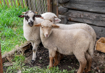 Three young lambs looking in to the camera at local farm.