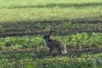 Naklejka na ściany i meble Portrait of brown hare wildlife on the meadow field