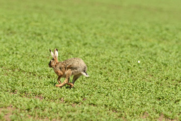 Wild brown hare runs along a farm meadow in the spring