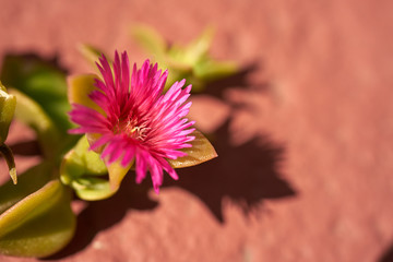 Kwiat ujęcie makro