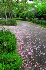 公園の植え込みと八重桜の落花風景