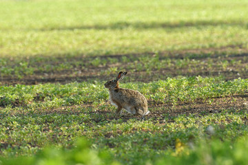 Naklejka na ściany i meble Wild brown hare runs along a farm meadow in the spring