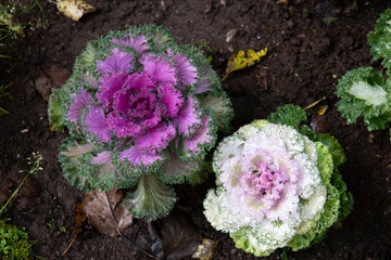Ornamental cabbage (flowering Cabbage decorate the garden).