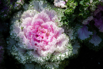 Ornamental cabbage (flowering Cabbage decorate the garden).