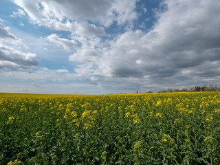 Fototapeta premium Beautiful landscape of bright yellow rapeseed in spring. Yellow flowers of rapeseed. Blue sky with white clouds over the field.