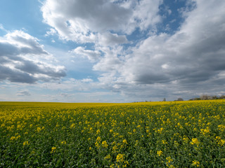 Obraz premium Beautiful landscape of bright yellow rapeseed in spring. Yellow flowers of rapeseed. Blue sky with white clouds over the field.